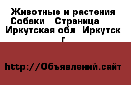 Животные и растения Собаки - Страница 24 . Иркутская обл.,Иркутск г.